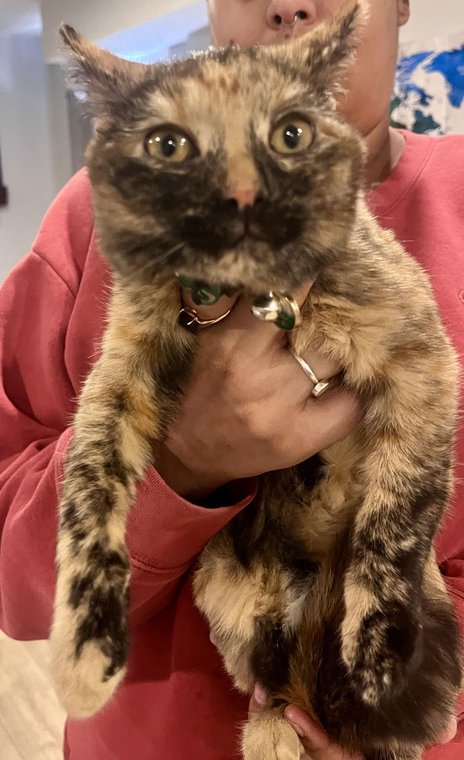 Enlarge *Nutmeg, a Adoptable Domestic Short Hair in Forest, VA image 2/3