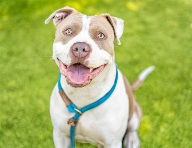 Enlarge JULISSA, a Adoptable mixed breed in San Jose, CA image 1/1