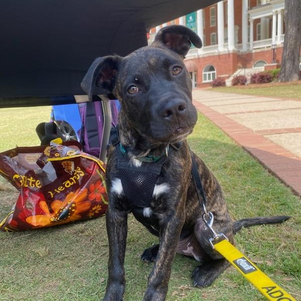 Enlarge Grizzly, an adopted mixed breed in Milledgeville, GA image 3/6