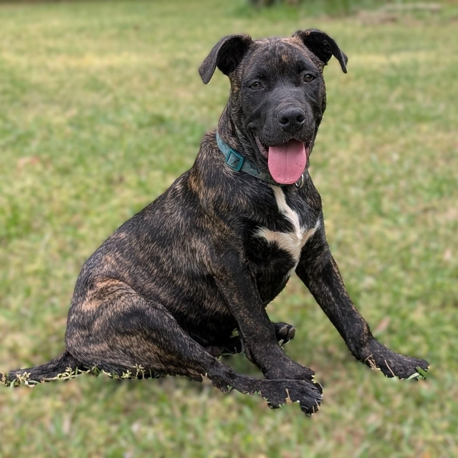 Enlarge Grizzly, an adopted mixed breed in Milledgeville, GA image 2/6