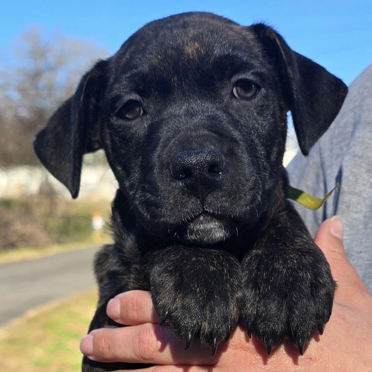 Enlarge Grizzly, an adopted mixed breed in Milledgeville, GA image 5/6