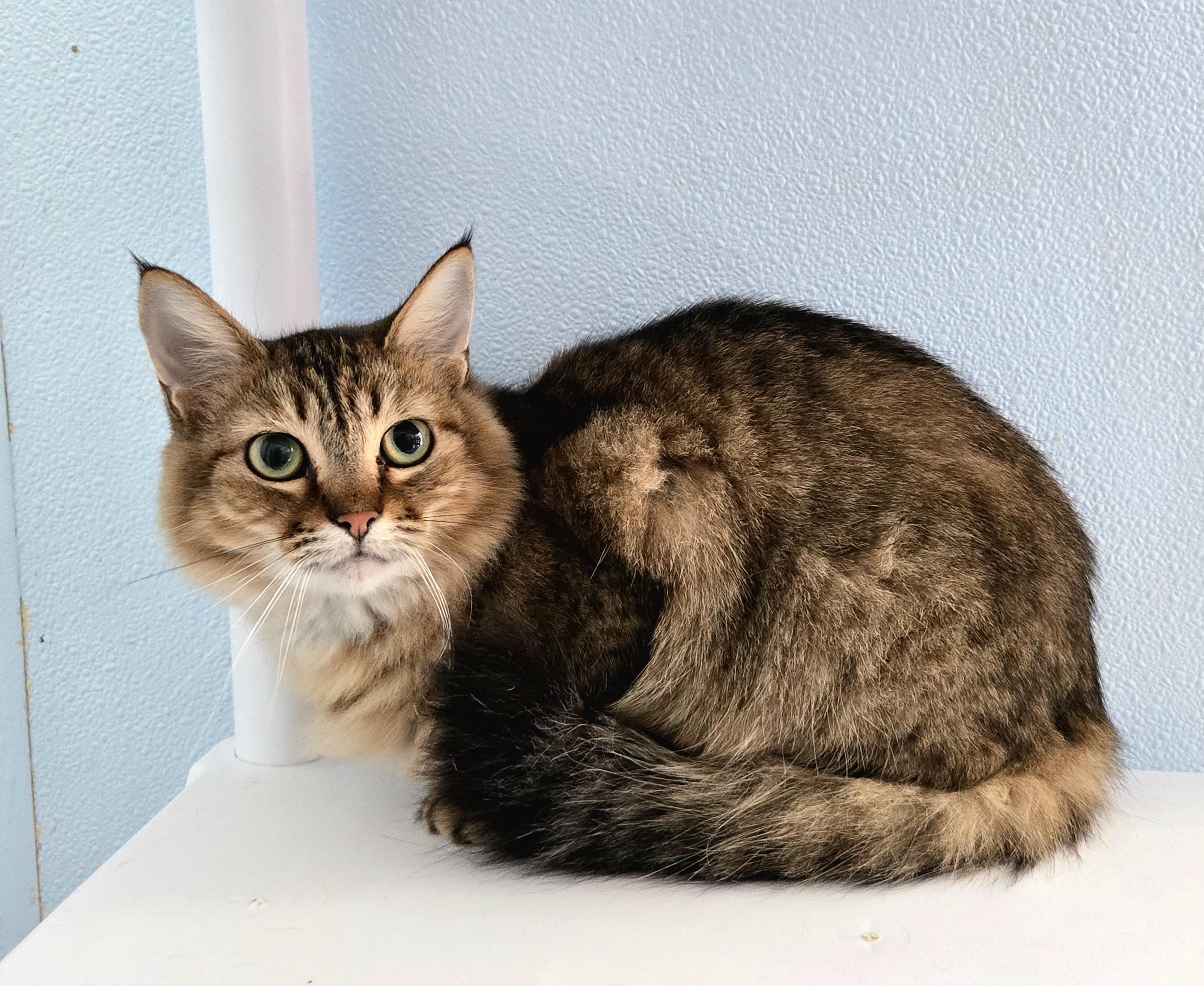 Goldie, Adoptable, Adult Female American Shorthair.