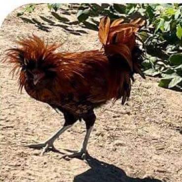 Rooty, Adoptable, Adult Male Chicken.