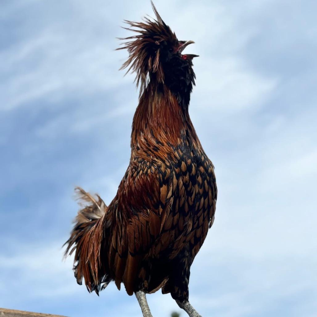 Enlarge Rooty, a Adoptable Chicken in Nampa, ID image 2/2
