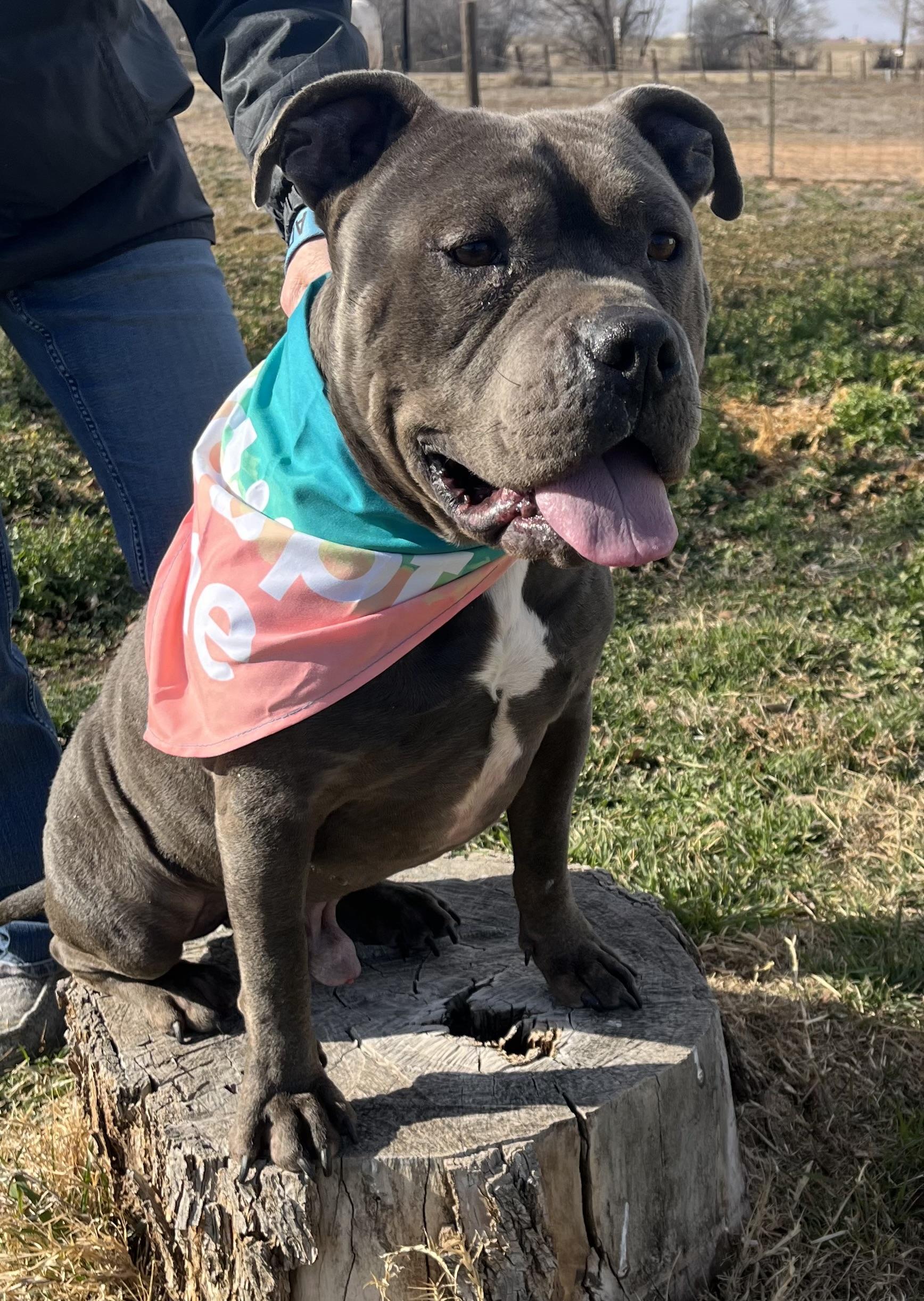 Chunk — thumbnail 2