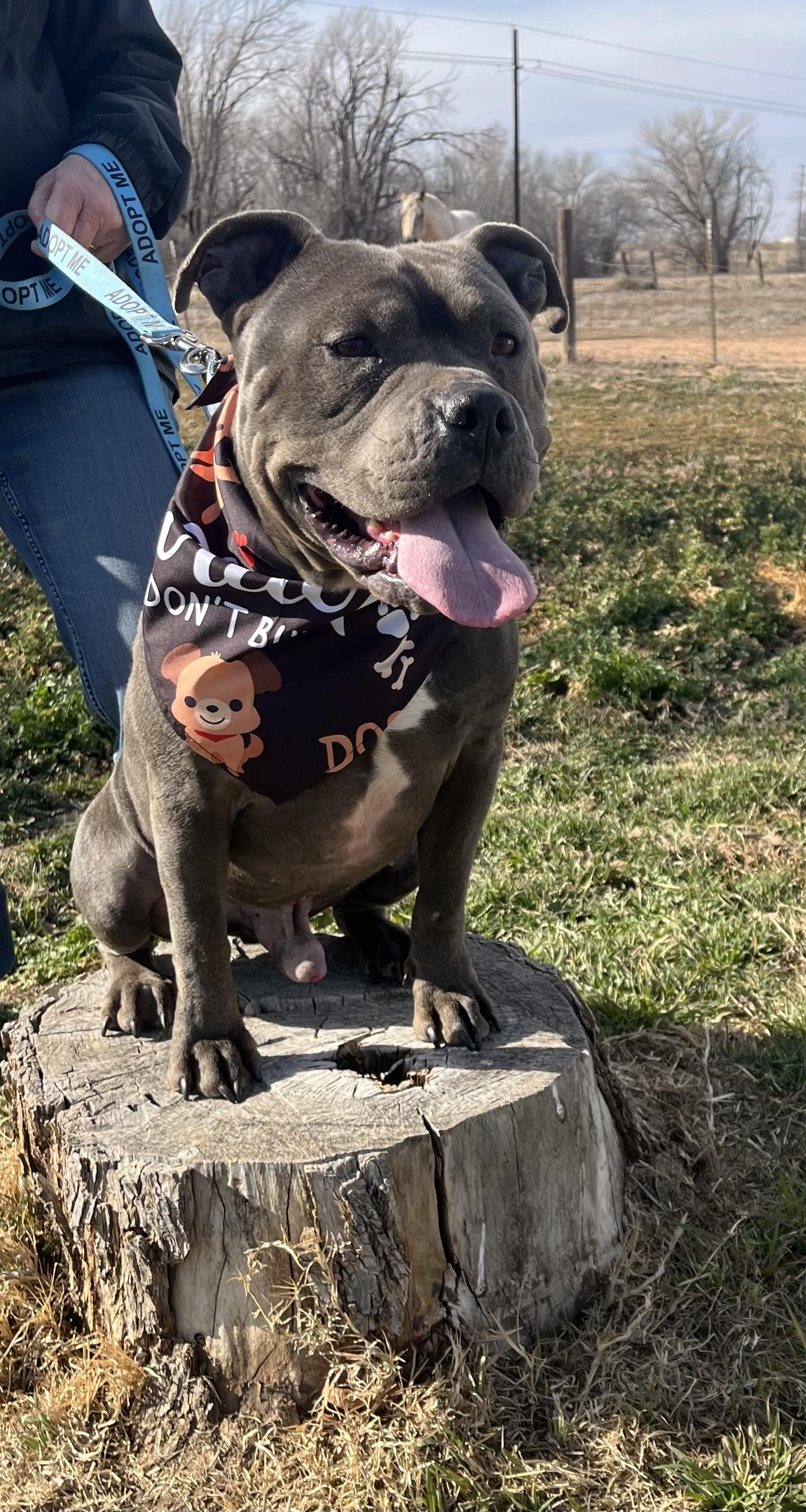 Chunk — thumbnail 3