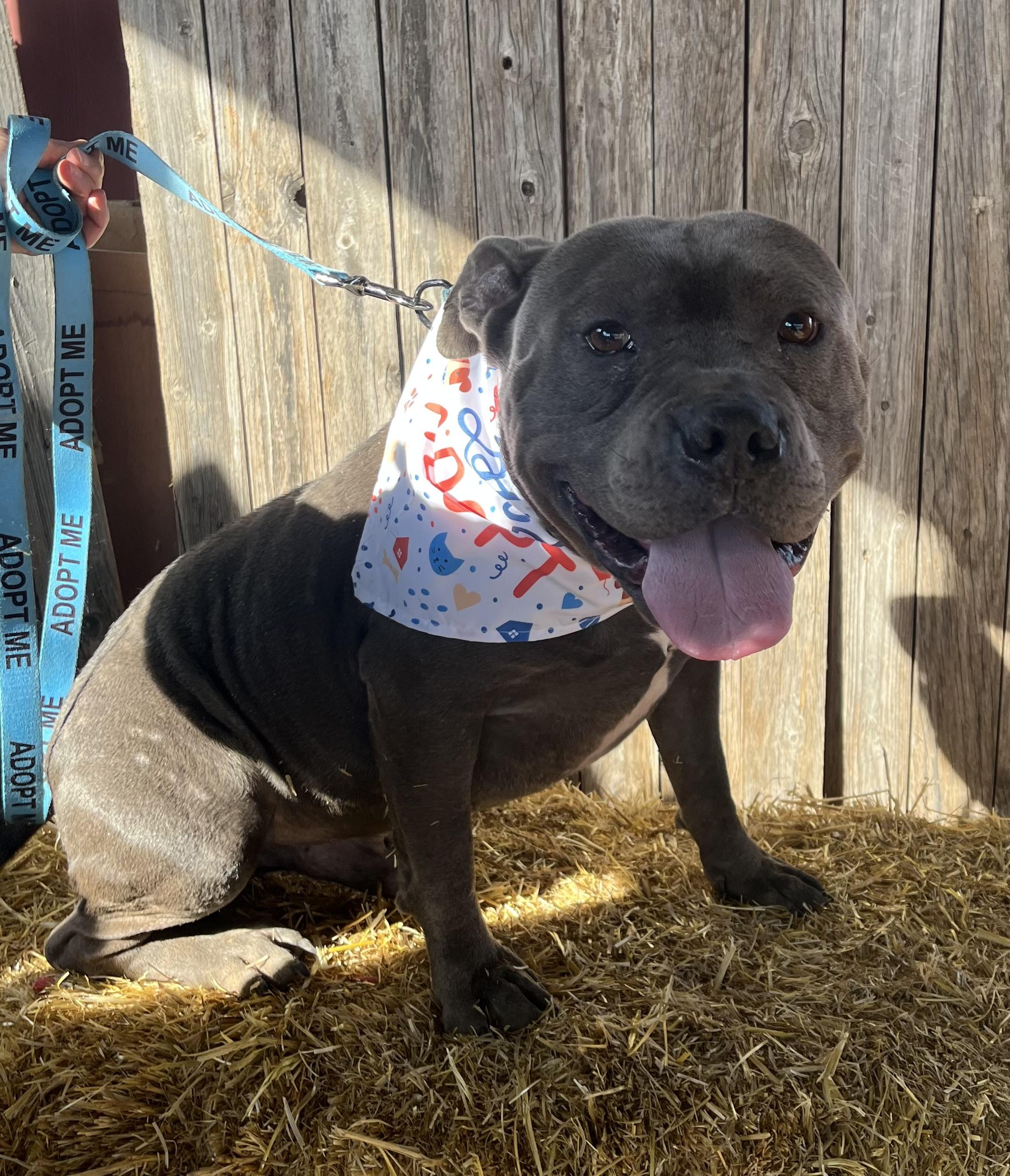 Chunk — thumbnail 4