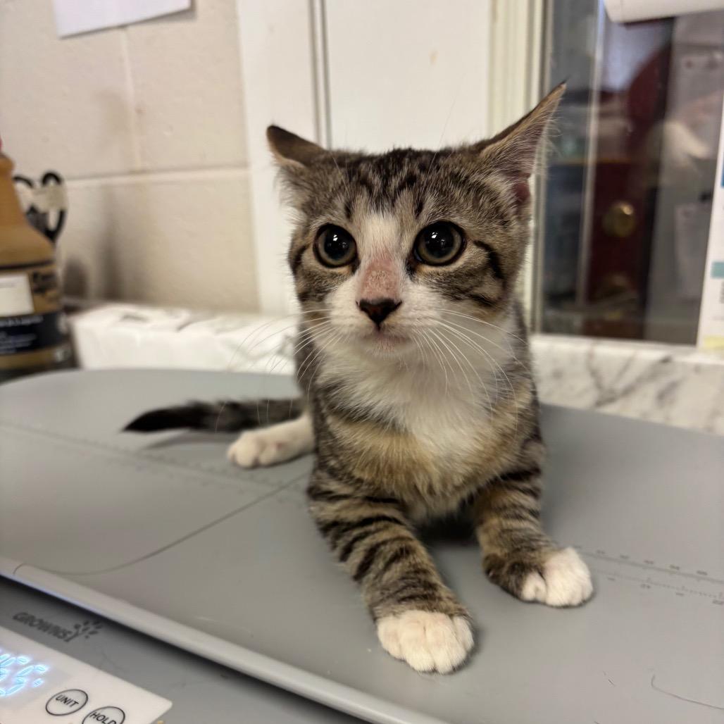 Shiitake, Adoptable, Young Female Domestic Short Hair.