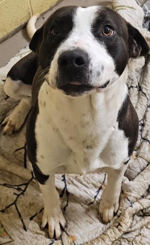 Chonk, Adoptable, Young Male American Bulldog & Labrador Retriever.