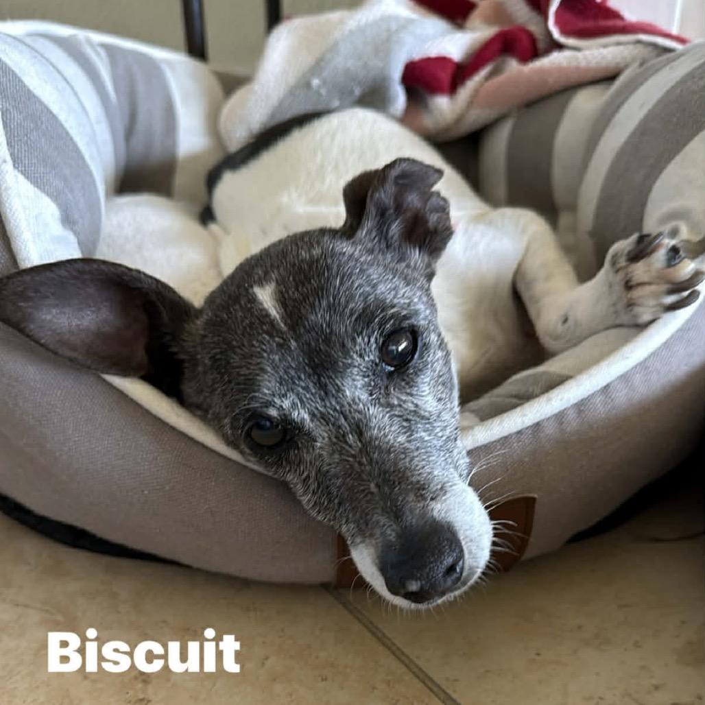 Busted Biscuits (BB), Adoptable, Senior Female Chihuahua & Mixed Breed.