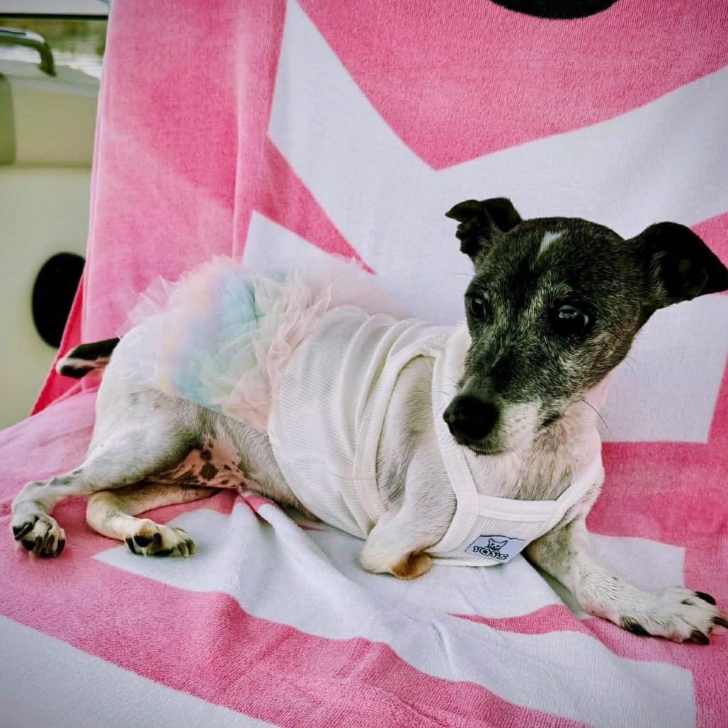 Enlarge Busted Biscuits (BB), a Adoptable mixed breed in North Port, FL image 4/6