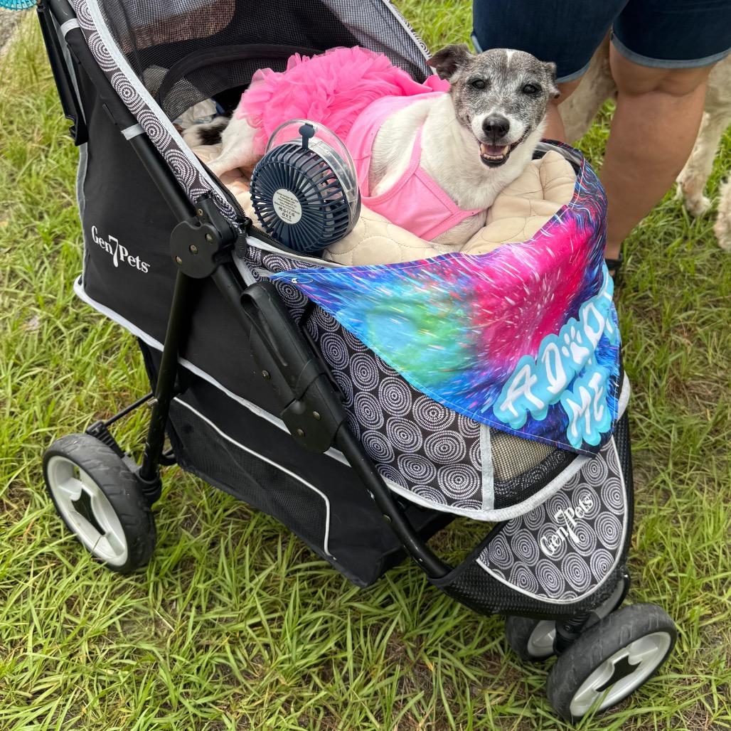 Enlarge Busted Biscuits (BB), a Adoptable mixed breed in North Port, FL image 5/6