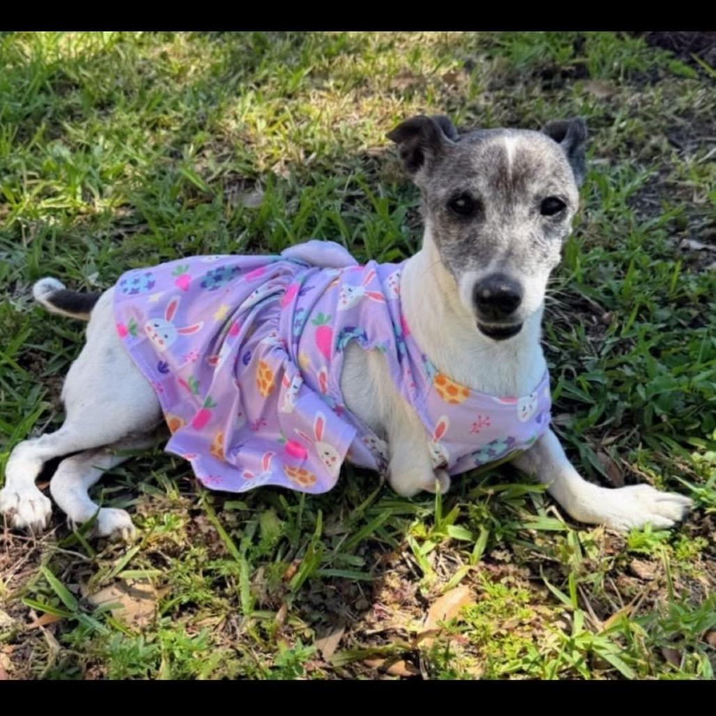 Enlarge Busted Biscuits (BB), a Adoptable mixed breed in North Port, FL image 6/6