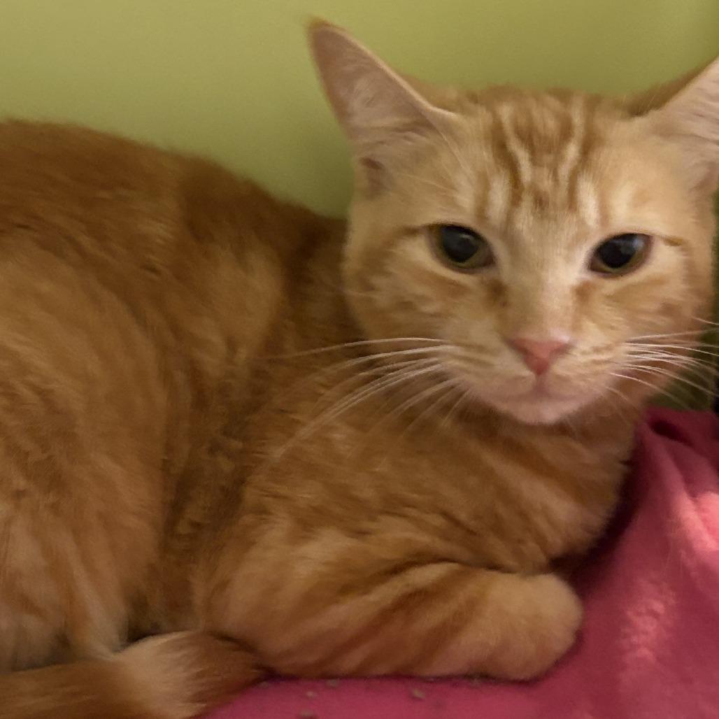 Roni Weasley, Adoptable, Adult Female Domestic Short Hair.