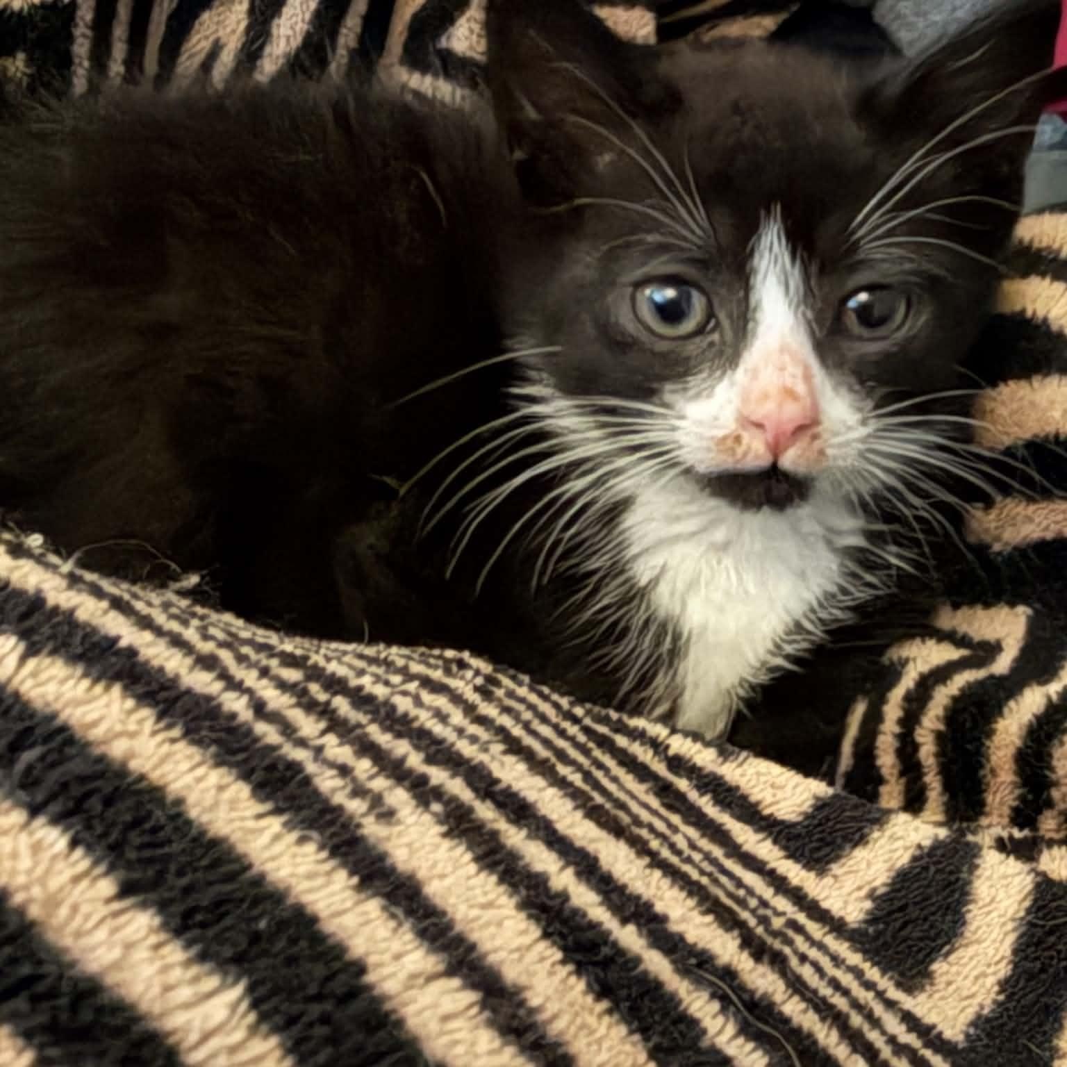 Forest, Adoptable, Kitten Female American Shorthair.