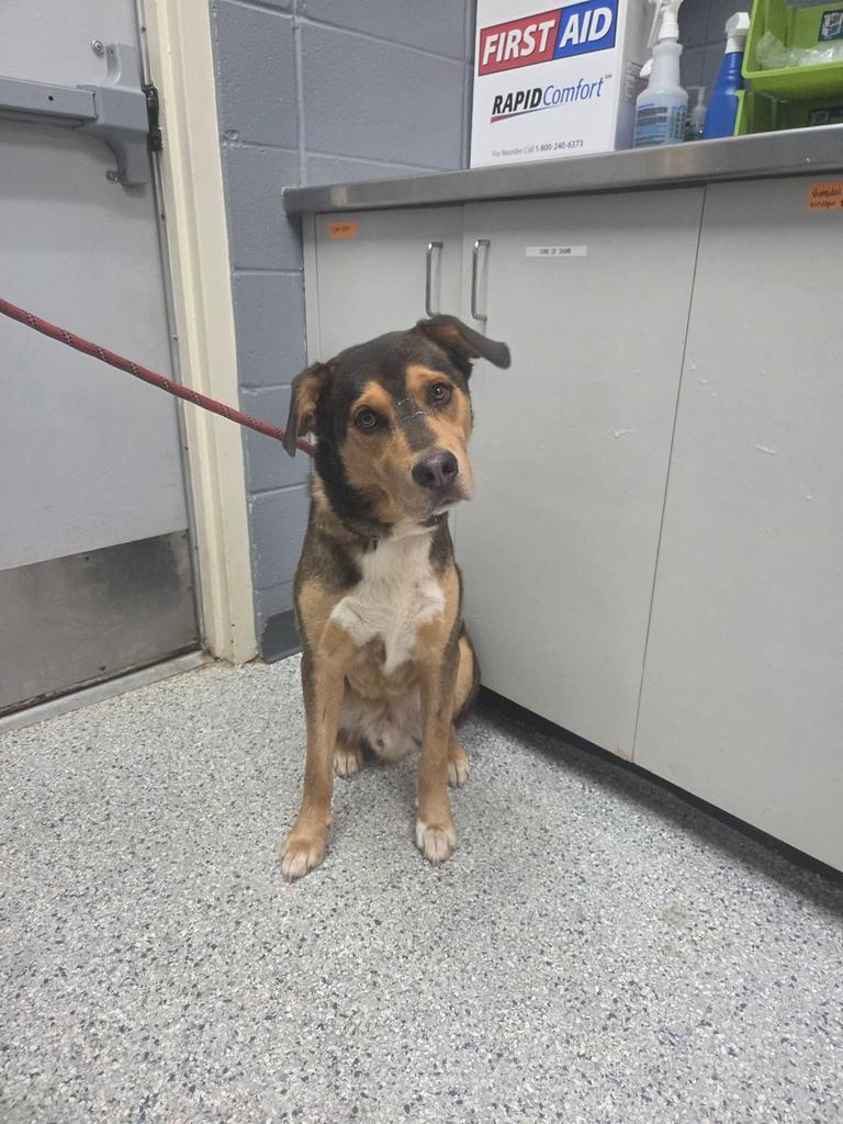 Enlarge Sprocket, a Adoptable mixed breed in Livingston, LA image 1/2