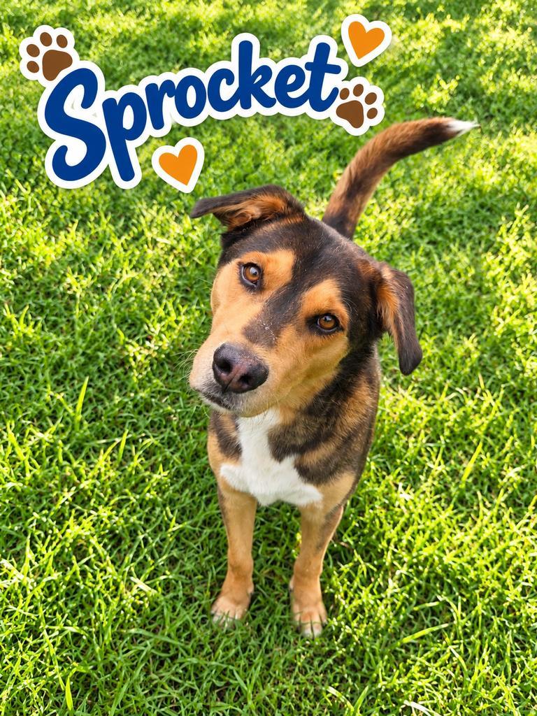 Enlarge Sprocket, a Adoptable mixed breed in Livingston, LA image 2/2