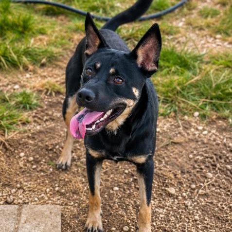 Enlarge Quincey & Ebony, a Adoptable mixed breed in Elizabeth City , NC image 6/6