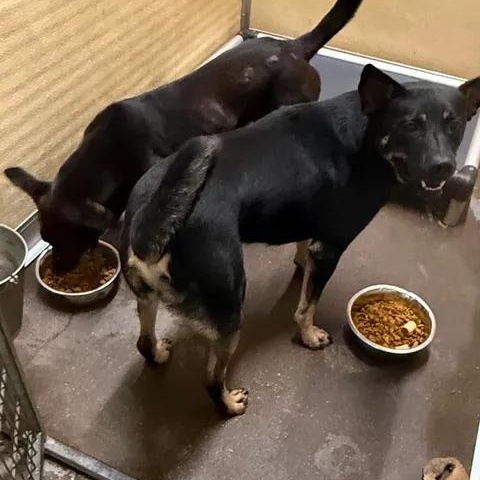 Enlarge Quincey & Ebony, a Adoptable mixed breed in Elizabeth City , NC image 4/6