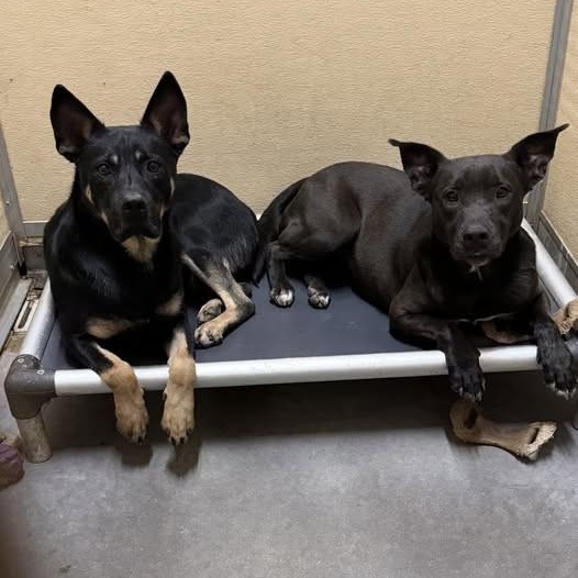 Enlarge Quincey & Ebony, a Adoptable mixed breed in Elizabeth City , NC image 3/6