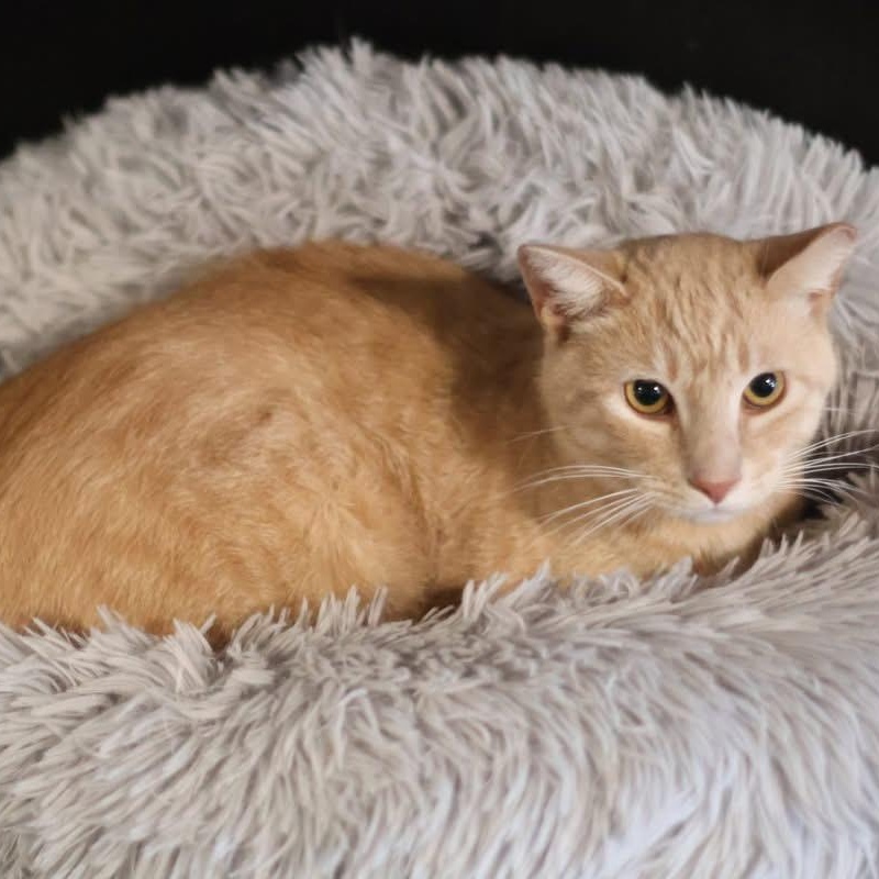 LUCKY, a Adoptable Domestic Short Hair in Schnecksville, PA image 1/3