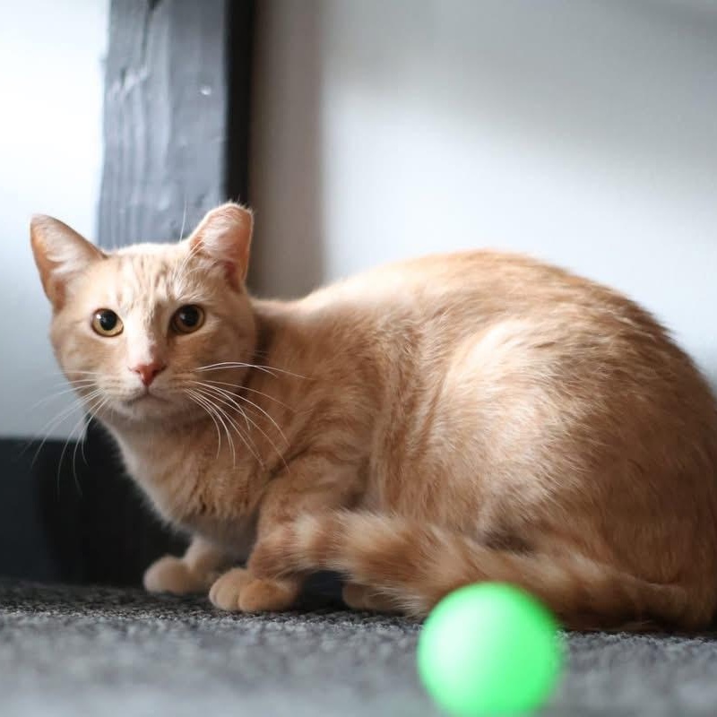 LUCKY, a Adoptable Domestic Short Hair in Schnecksville, PA image 3/3