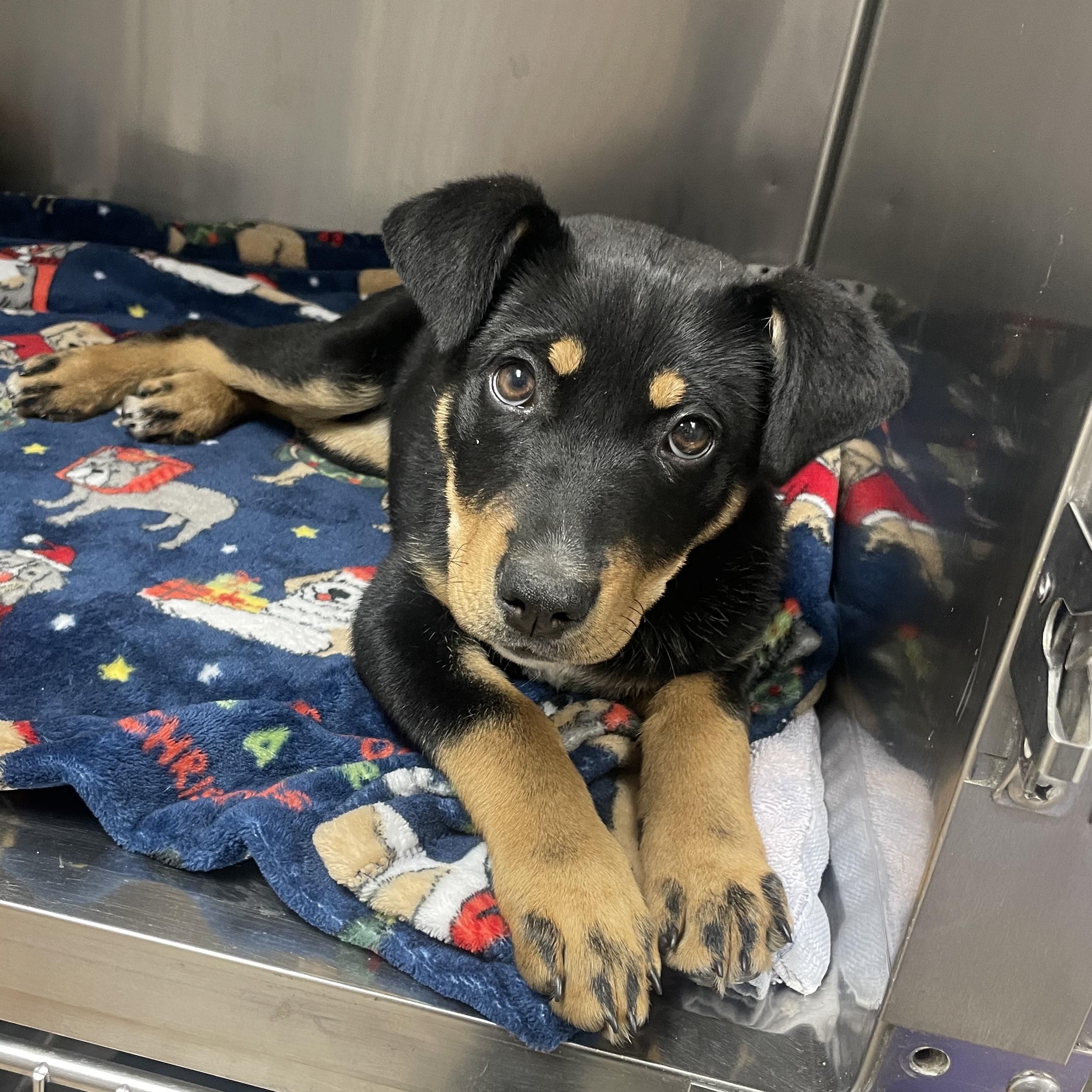 Enlarge Dakota , an adopted mixed breed in Henderson, NV image 1/1