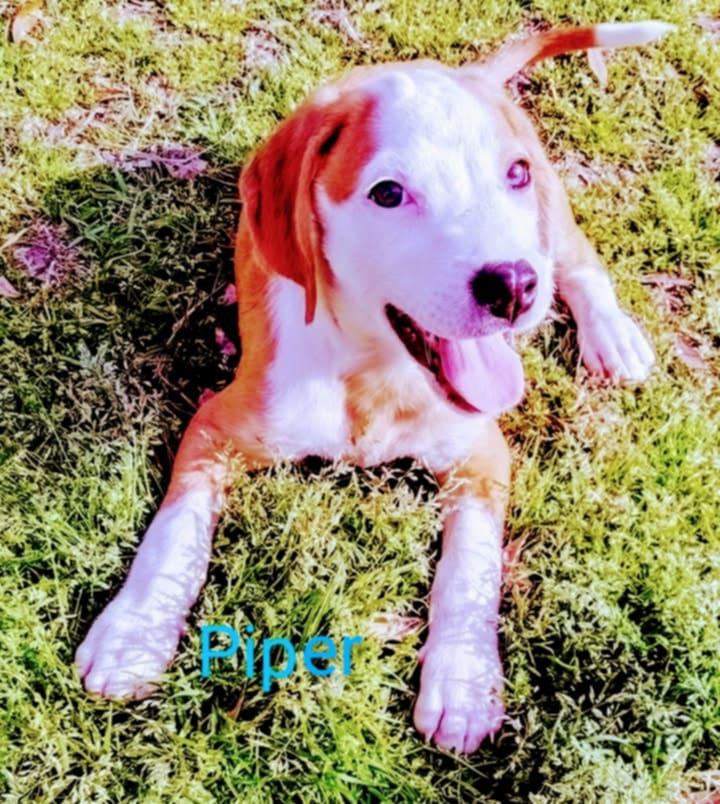 Piper, Adoptable, Young Female Hound.