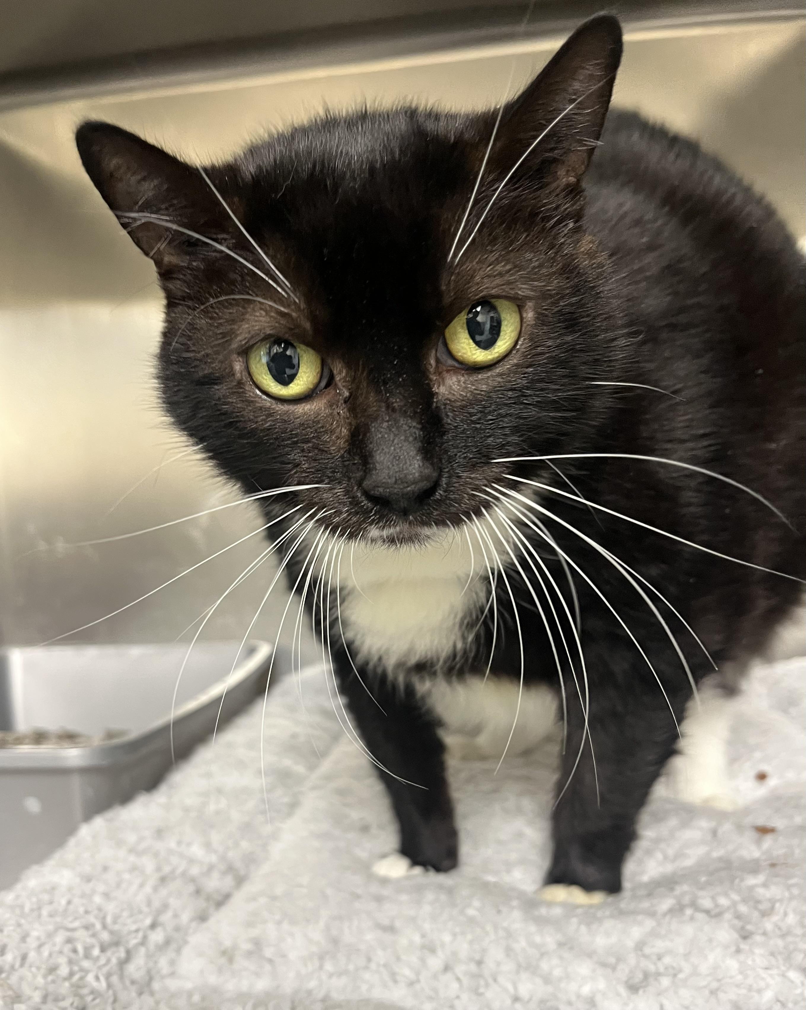Enlarge Missy, a Adoptable mixed breed in Mendham, NJ image 2/2