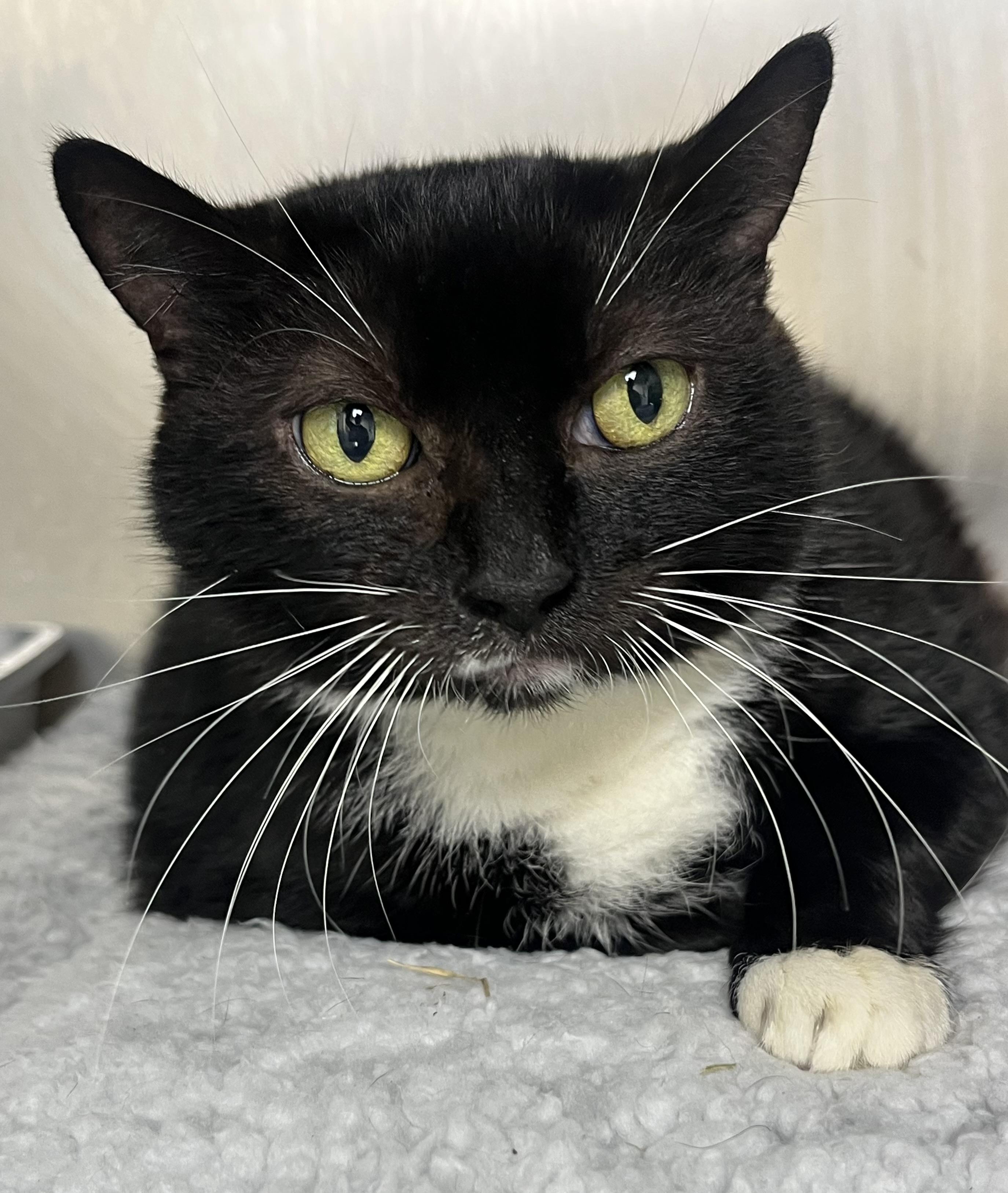 Enlarge Missy, a Adoptable mixed breed in Mendham, NJ image 1/2