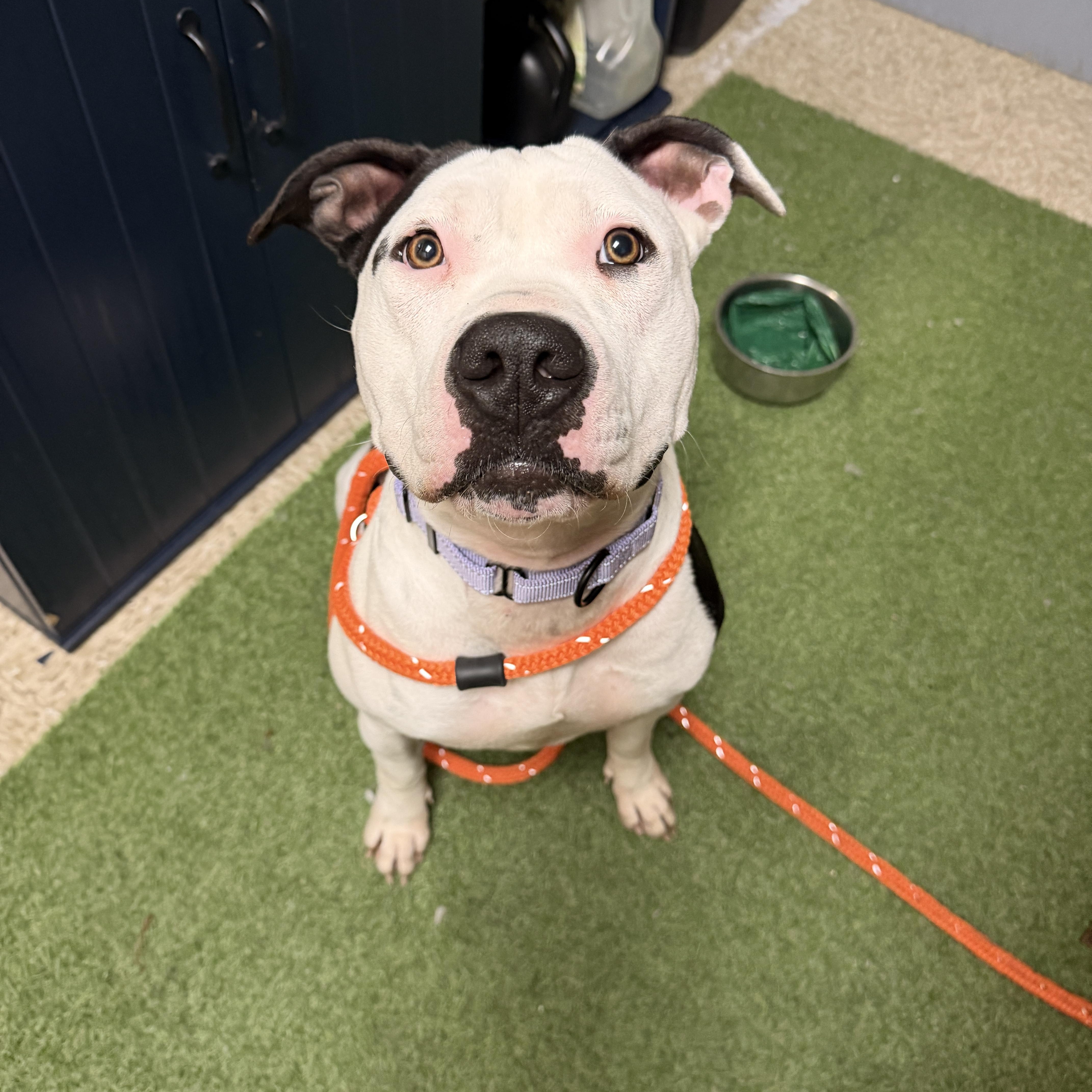 Enlarge Zena, a ADOPTABLE mixed breed in Chandler, AZ image 4/4