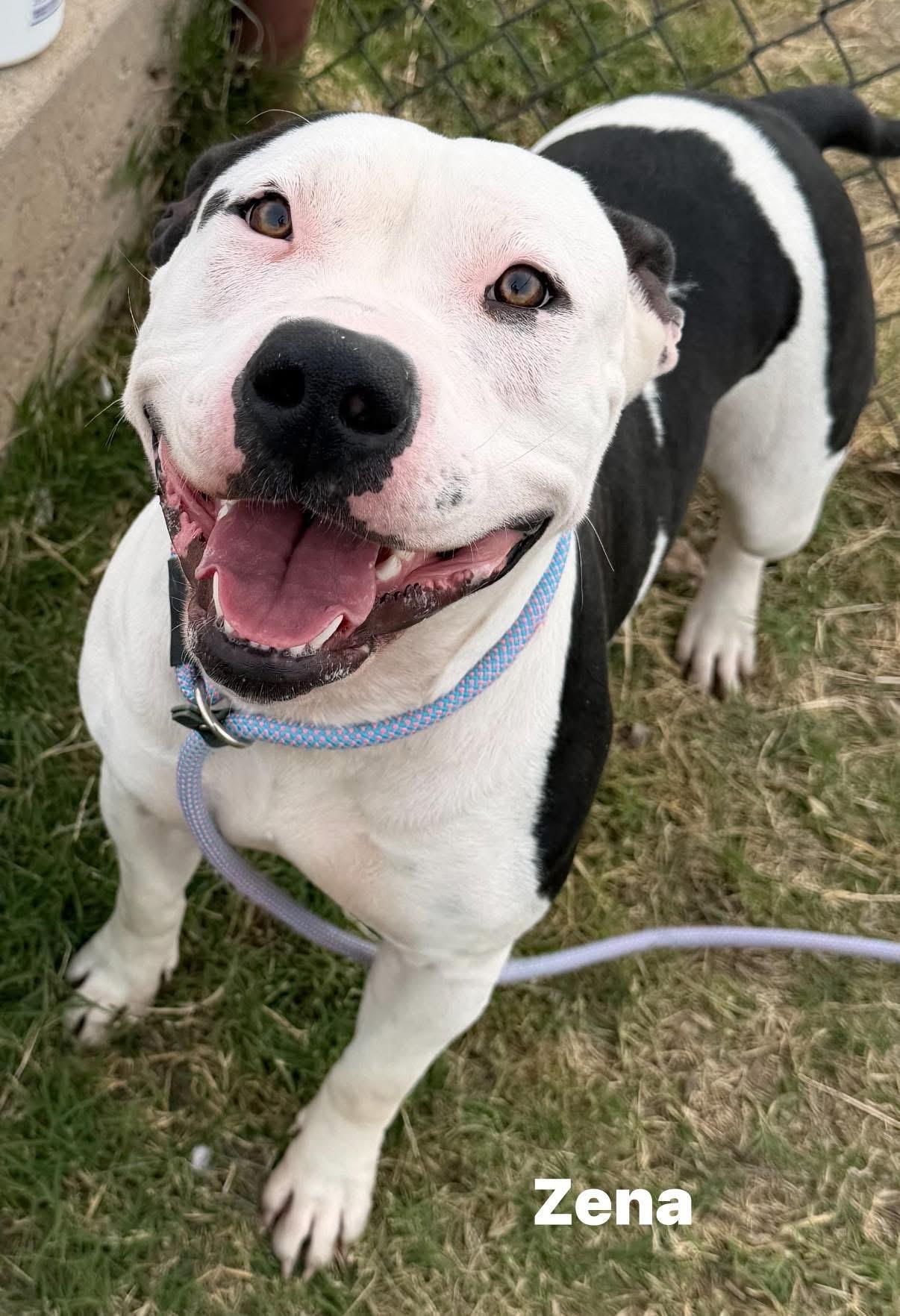 Enlarge Zena, a ADOPTABLE mixed breed in Chandler, AZ image 3/4