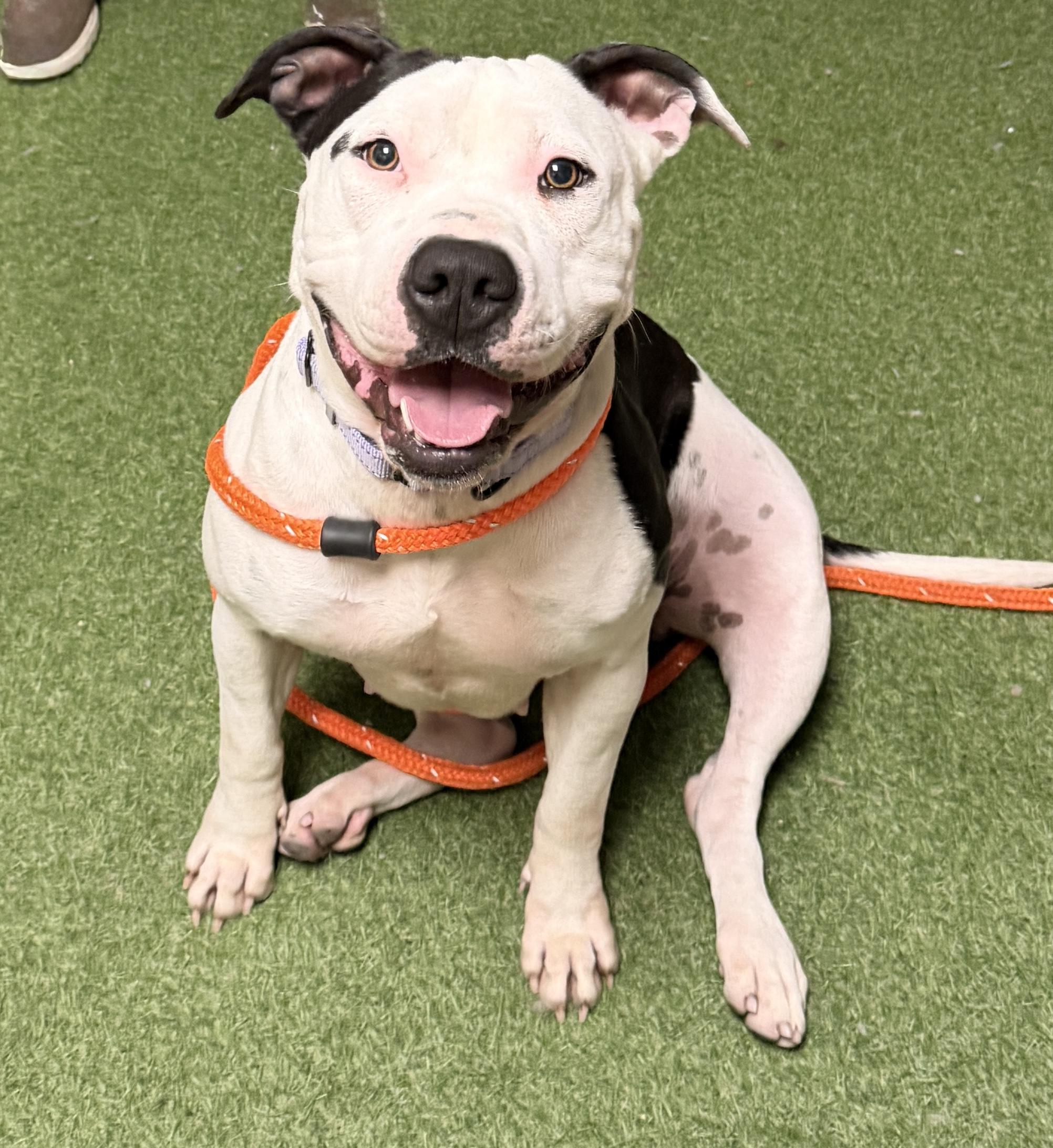 Zena, ADOPTABLE, Adult Female American Staffordshire Terrier & Pit Bull Terrier.