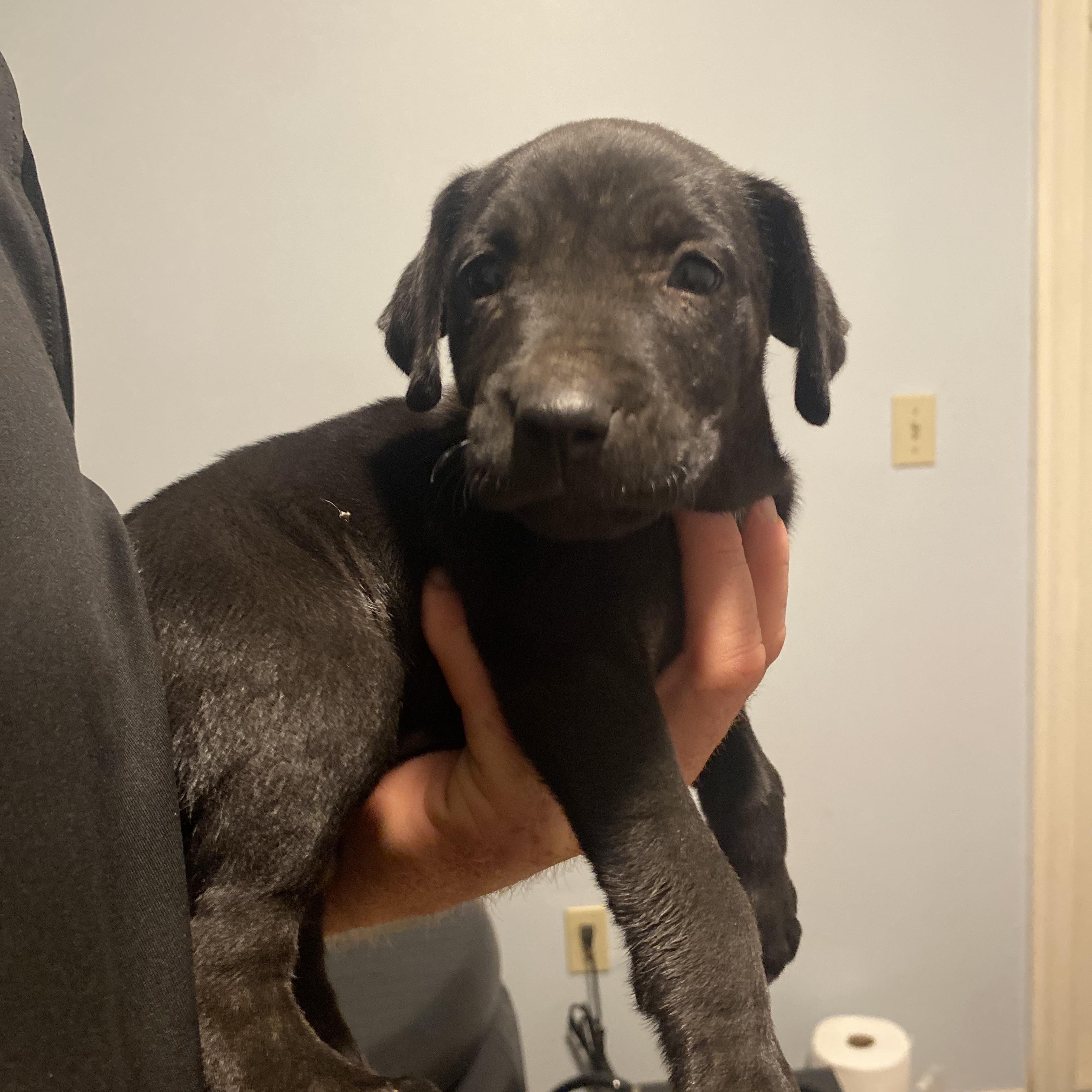 Enlarge Phoebe, an adopted mixed breed in Fort Lauderdale, FL image 2/2