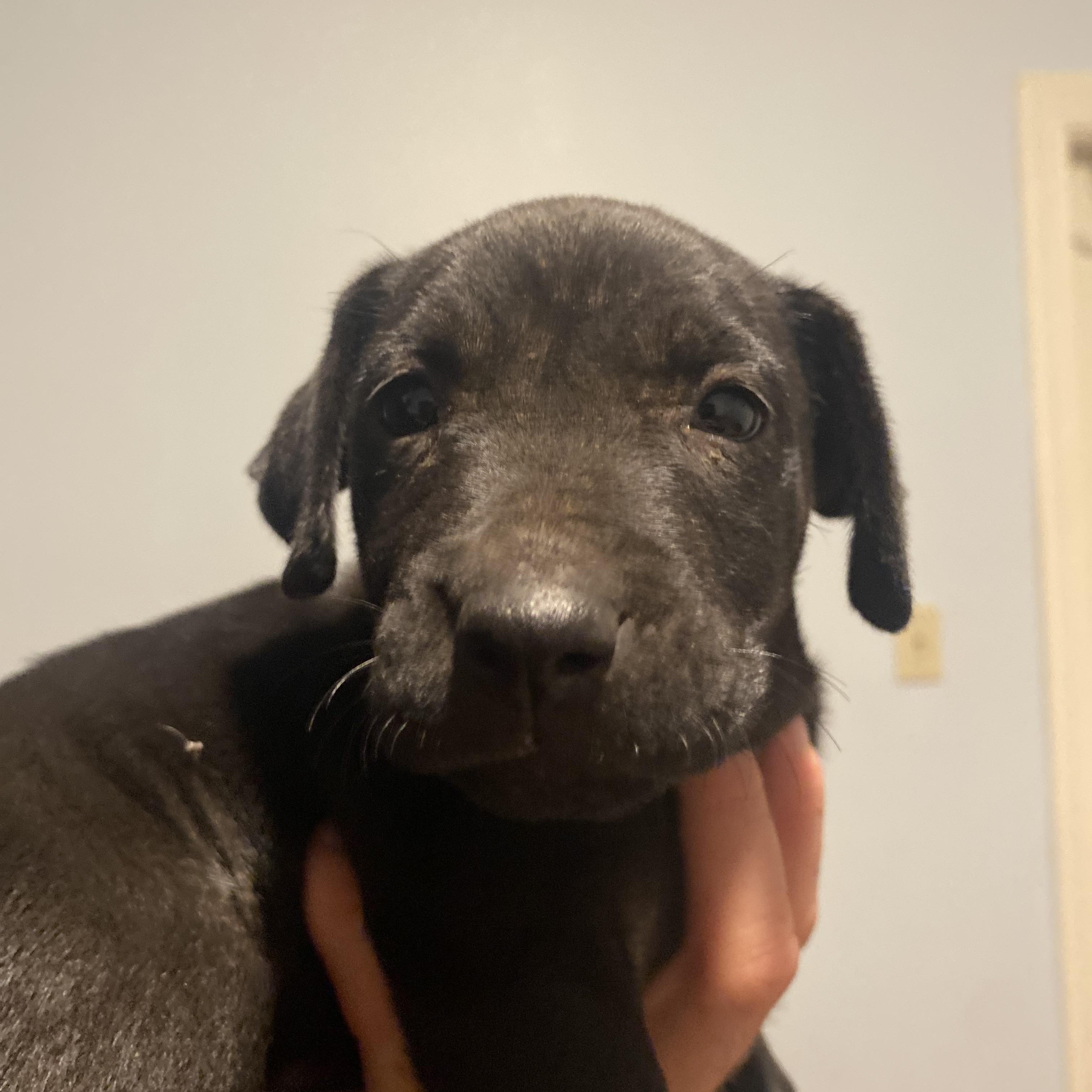 Phoebe, adopted, Puppy Female Schnauzer & Doberman Pinscher.