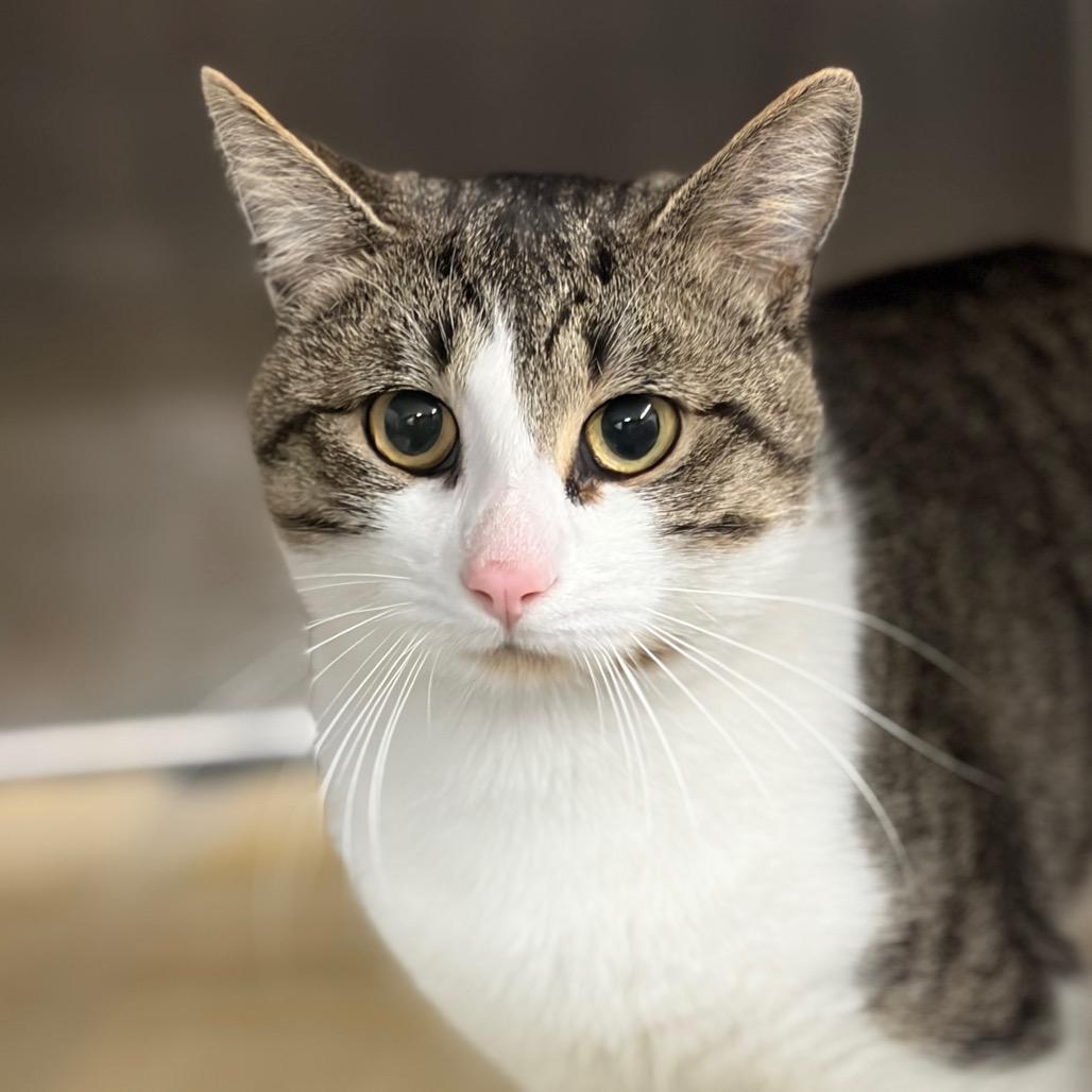 Beaker (Critter Barn), a Adoptable Domestic Short Hair in West Olive, MI image 1/2