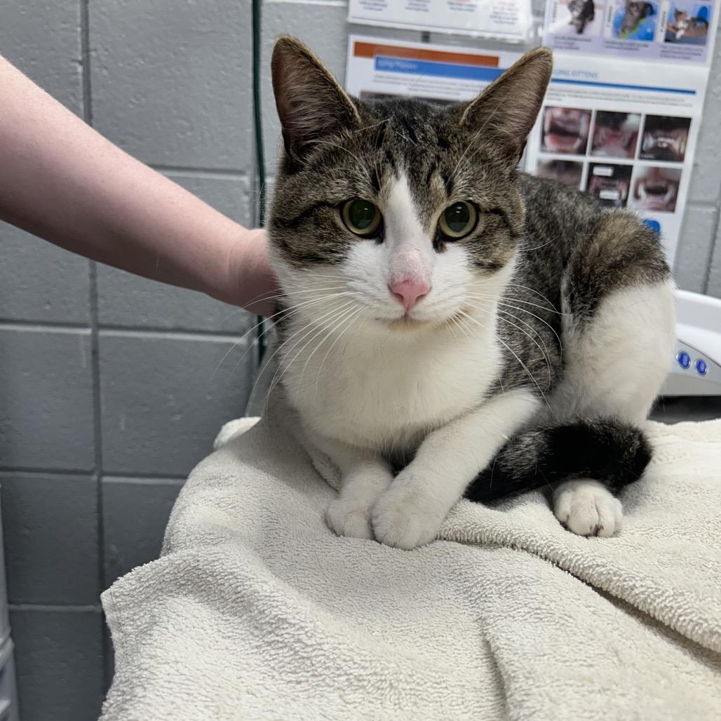 Beaker (Critter Barn), a Adoptable Domestic Short Hair in West Olive, MI image 2/2