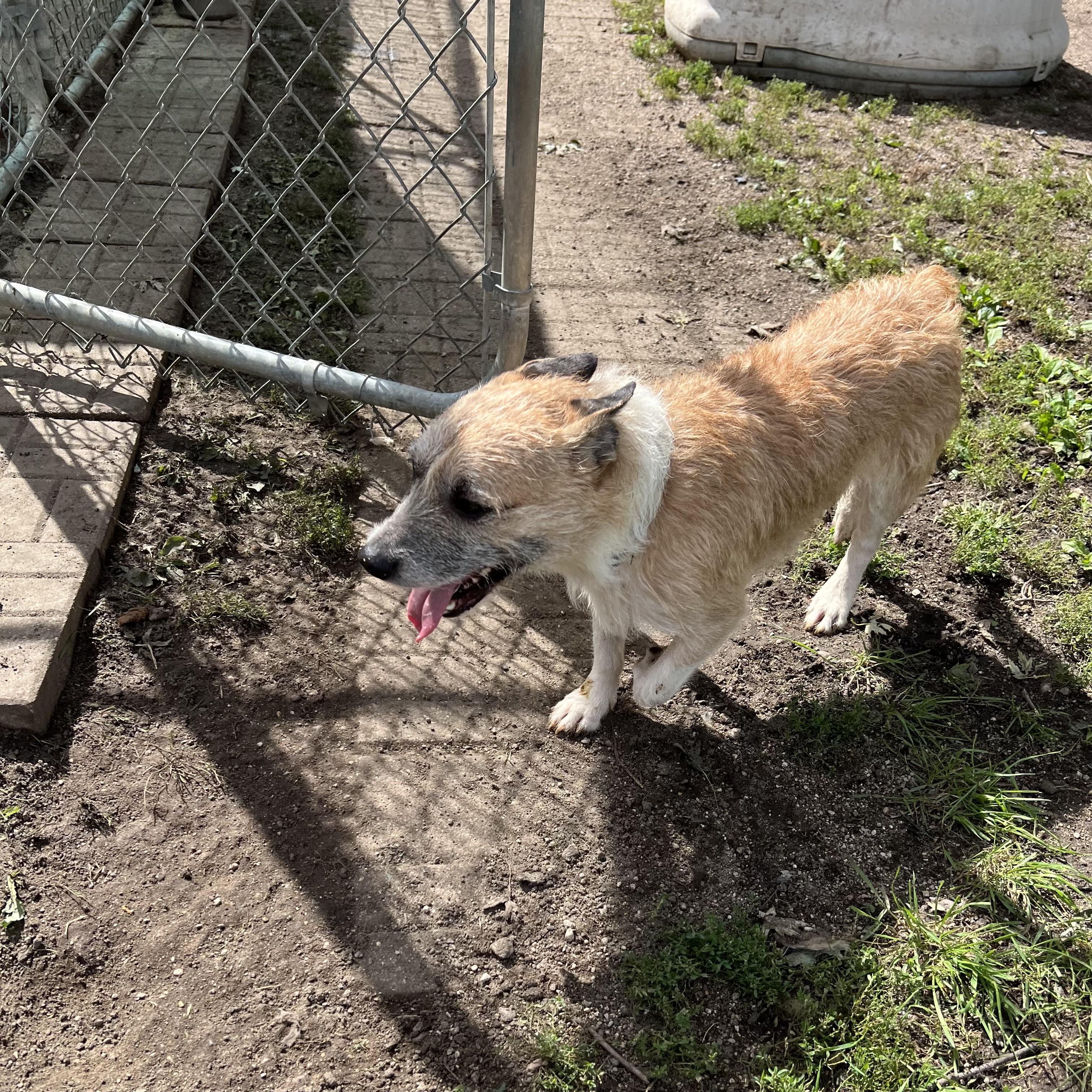 Enlarge Jacques - NO FEE (Sponsored by Hawkins Chevrolet), a Adoptable mixed breed in Fairmont, MN image 5/6