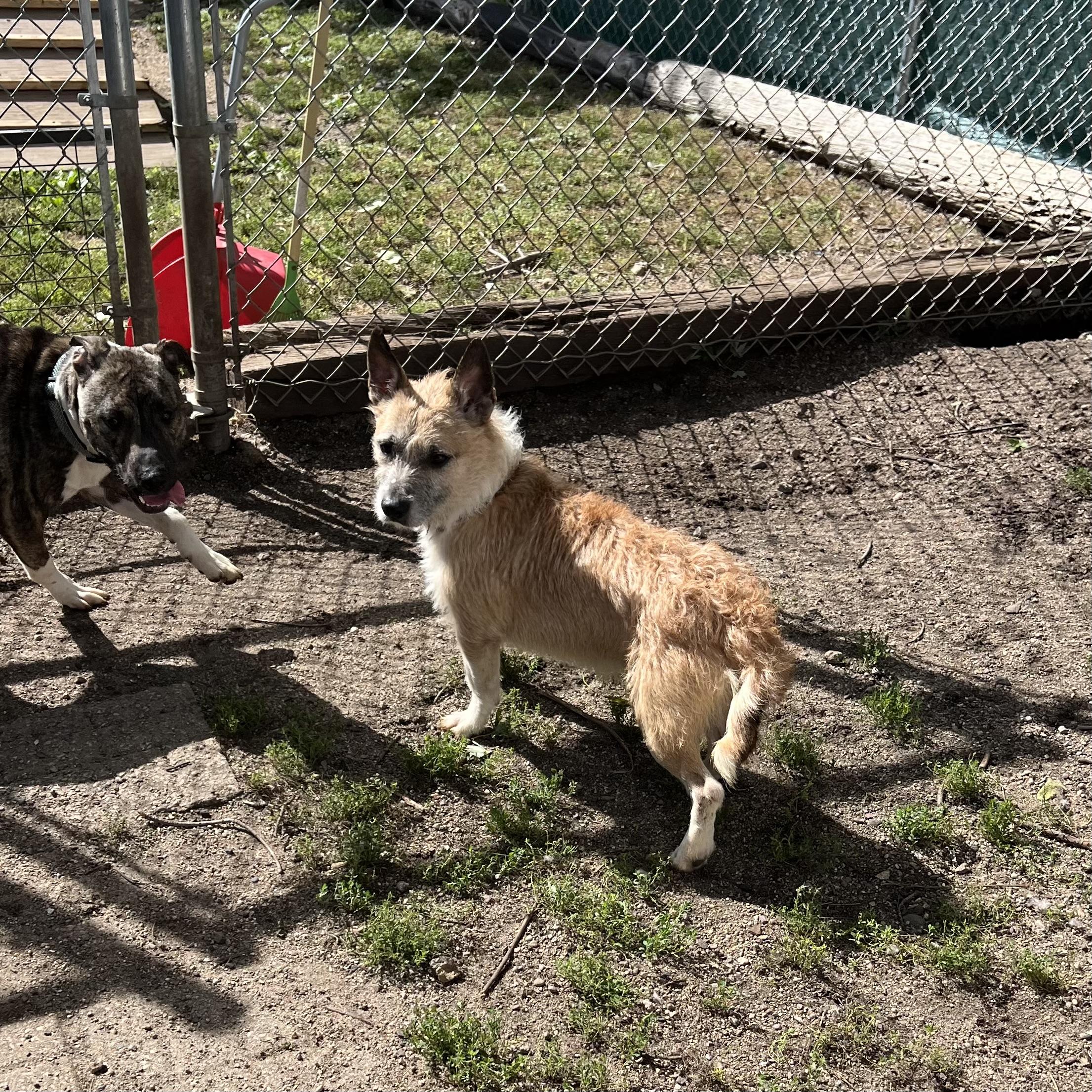 Jacques - NO FEE (Sponsored by Hawkins Chevrolet), Adoptable, Young Male Yorkshire Terrier & Pit Bull Terrier.