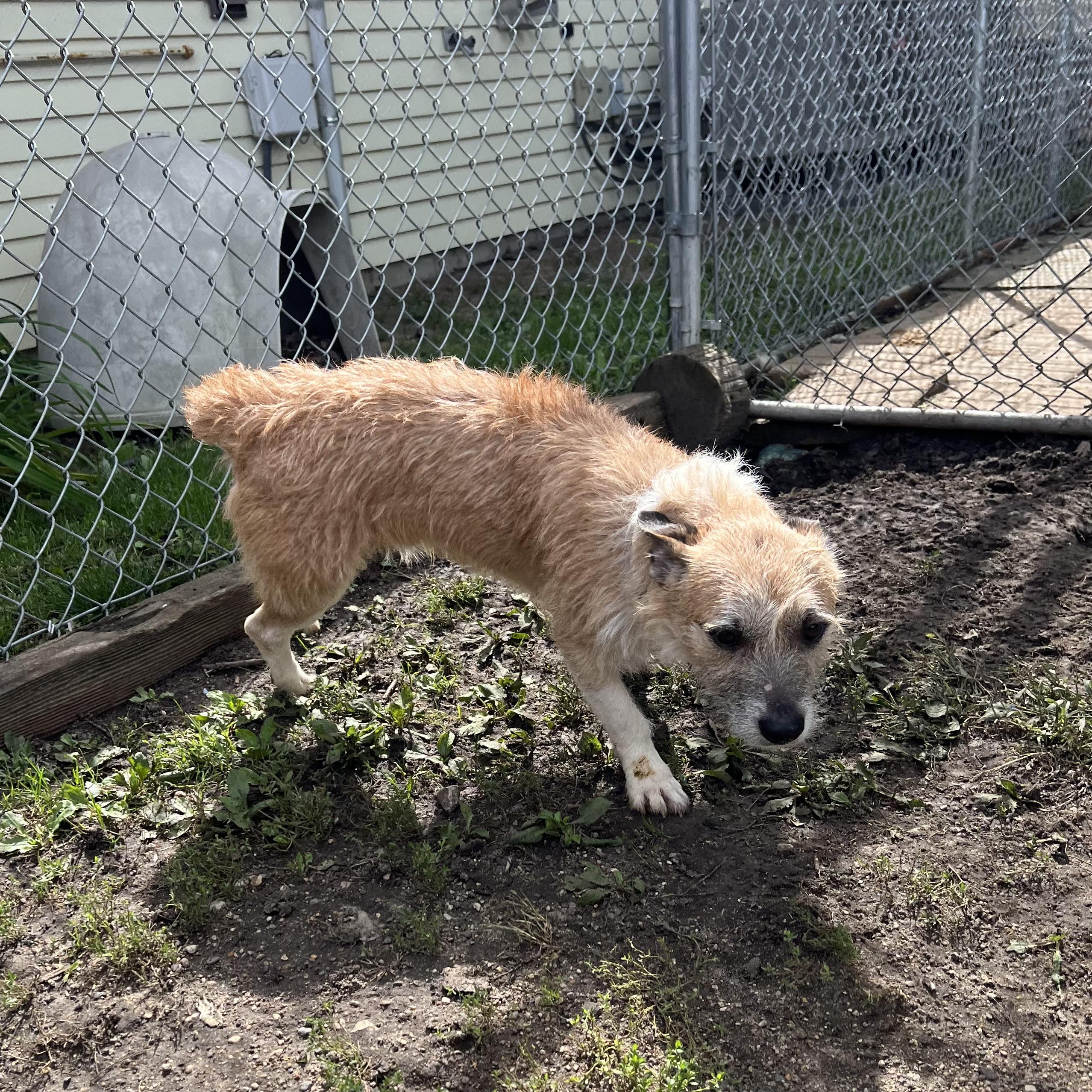 Enlarge Jacques - NO FEE (Sponsored by Hawkins Chevrolet), a Adoptable mixed breed in Fairmont, MN image 6/6