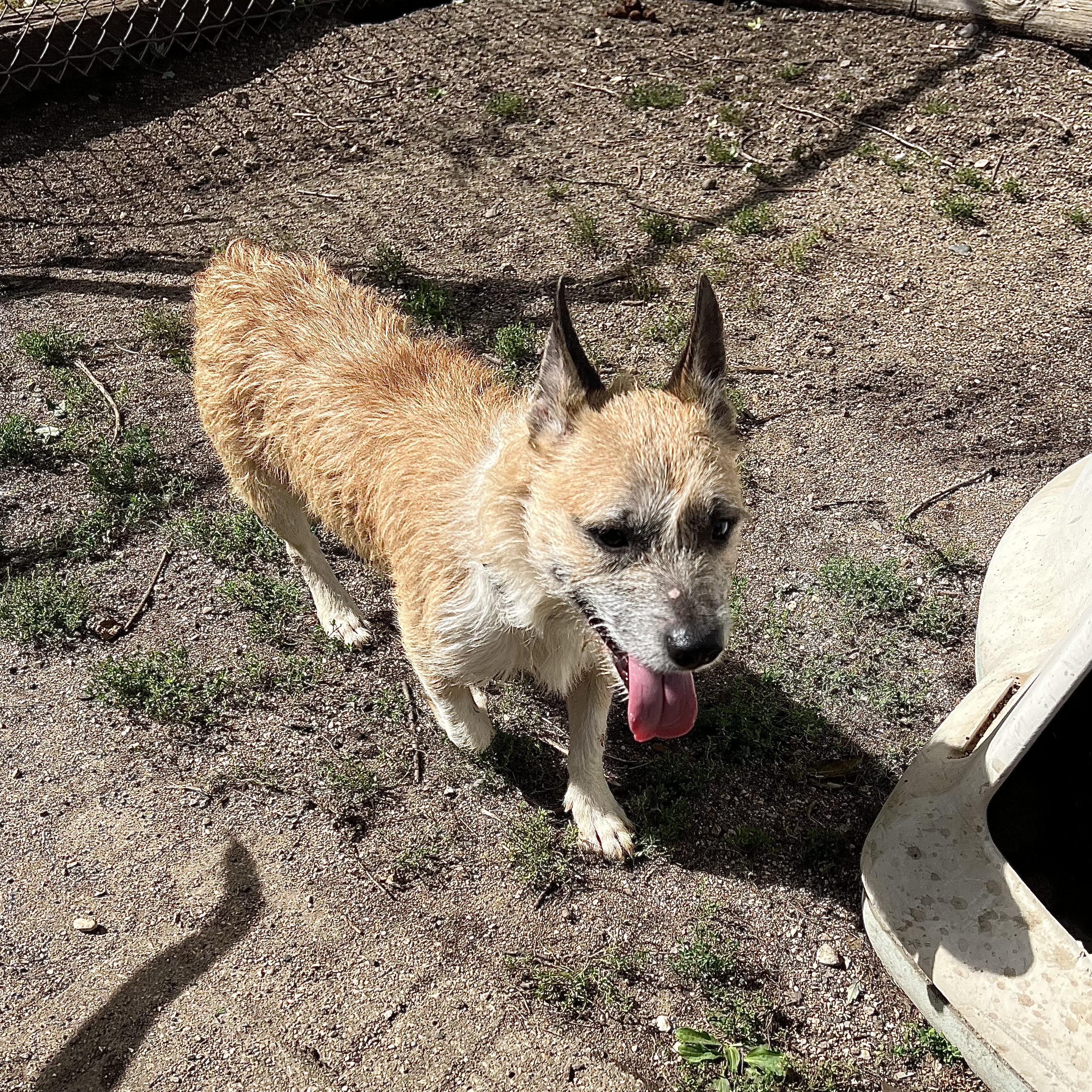 Enlarge Jacques - NO FEE (Sponsored by Hawkins Chevrolet), a Adoptable mixed breed in Fairmont, MN image 4/6