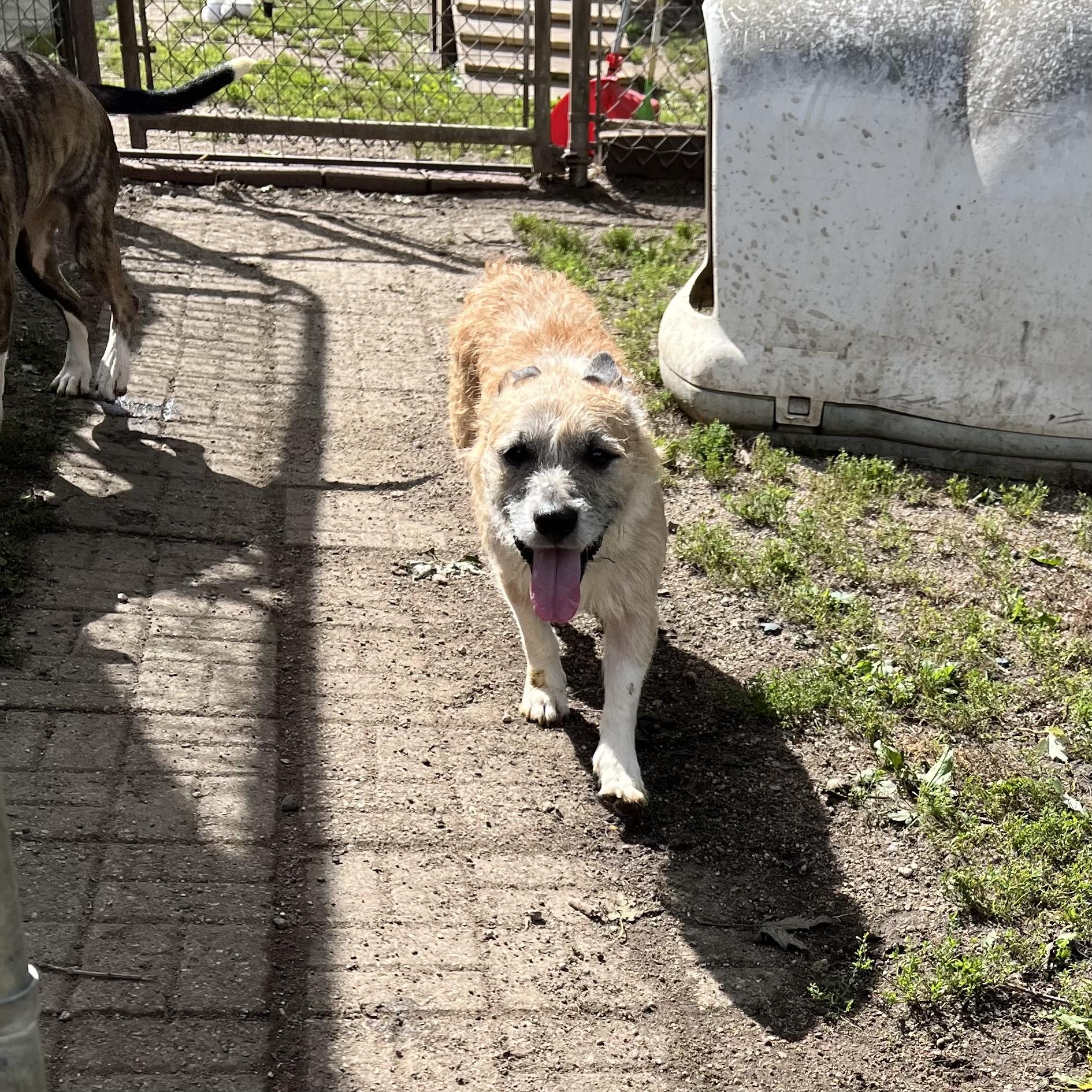 Enlarge Jacques - NO FEE (Sponsored by Hawkins Chevrolet), a Adoptable mixed breed in Fairmont, MN image 2/6