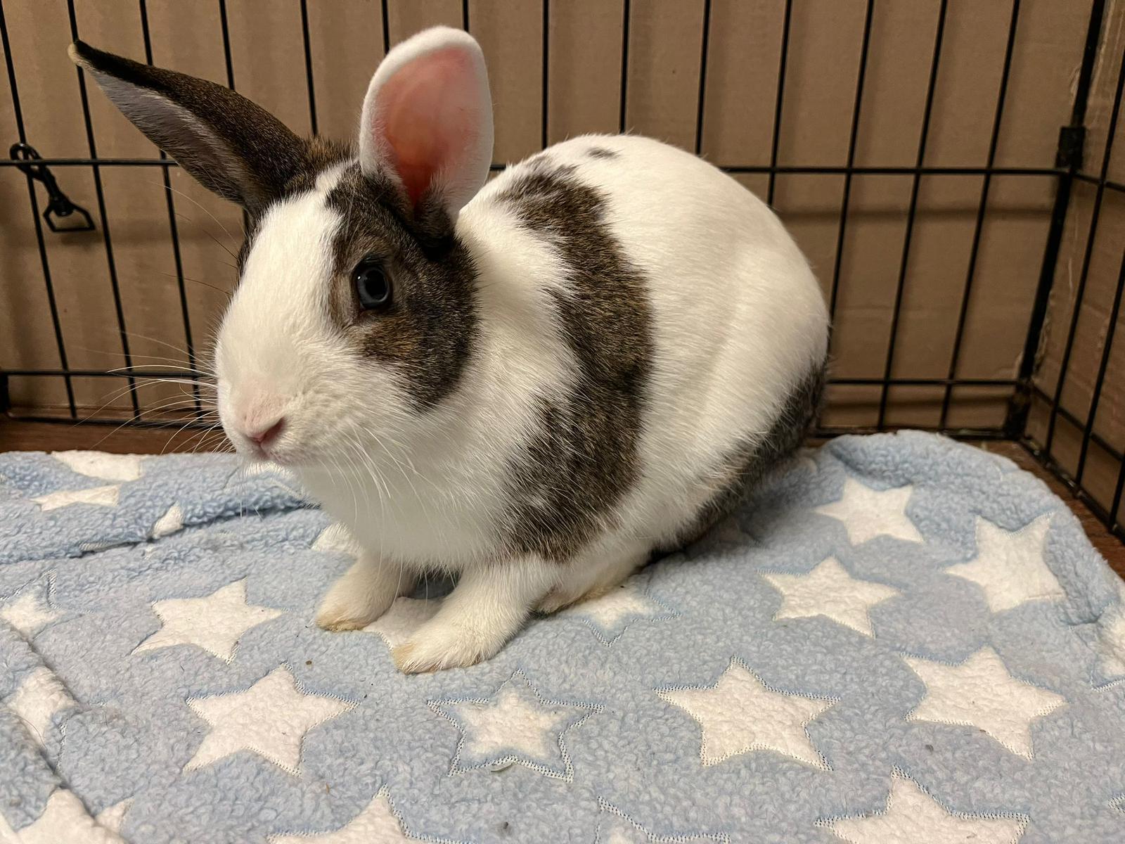 Dynamite, Adult Male Bunny Rabbit