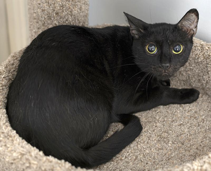 Enlarge Artemis, a ADOPTABLE Domestic Short Hair in Chicago, IL image 2/3