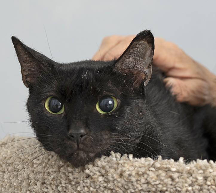 Artemis, ADOPTABLE, Adult Female Domestic Short Hair.