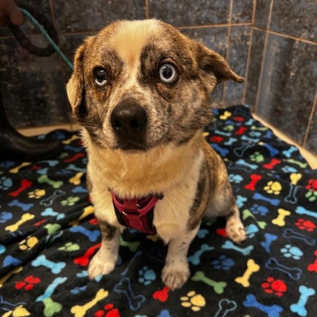 Enlarge Rebel, a ADOPTABLE mixed breed in Bartonsville, PA image 4/4