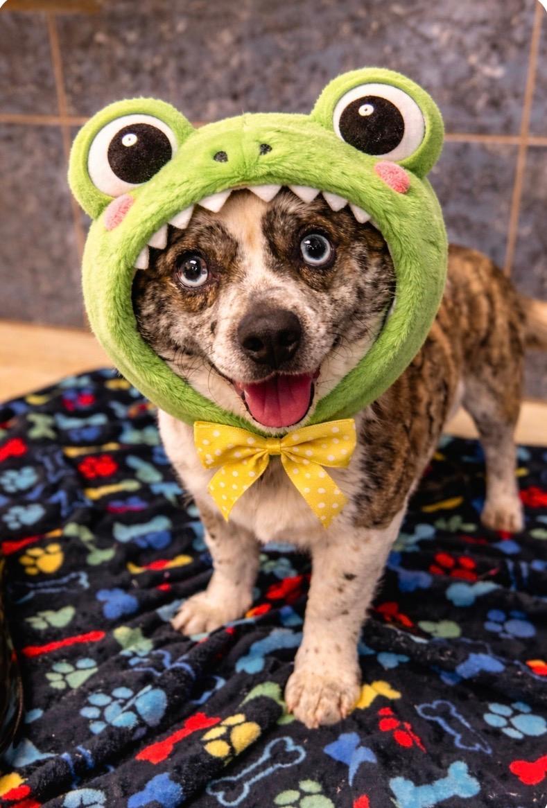 Enlarge Rebel, a ADOPTABLE mixed breed in Bartonsville, PA image 1/6