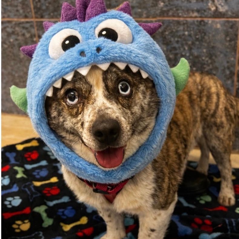 Enlarge Rebel, a ADOPTABLE mixed breed in Bartonsville, PA image 6/6