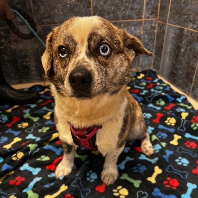 Enlarge Rebel, a ADOPTABLE mixed breed in Bartonsville, PA image 2/4