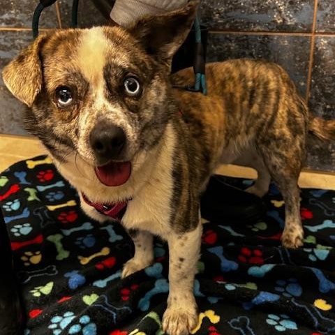 Rebel, ADOPTABLE, Adult Male Australian Cattle Dog / Blue Heeler & Mixed Breed.